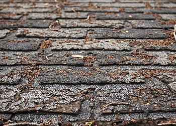 New Leaf Roofing Images